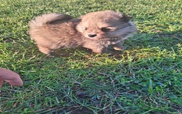 Pomerania perros en venta: Pomerania - Imagen 6