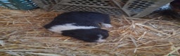 Border Collie perros en venta: Border collie - Anuncio 5