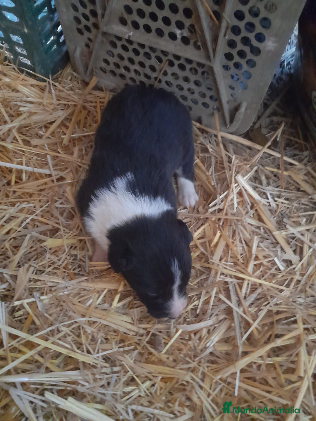 Border Collie perros en venta: Border collie - Anuncio 5