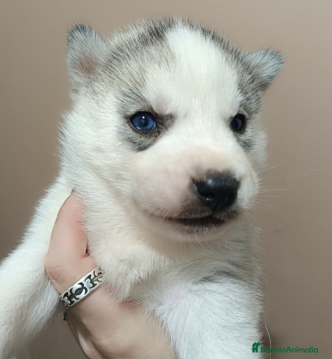 Husky Siberiano perros en venta: Camada husky siberiano  - Anuncio 4