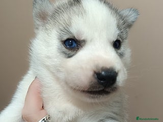 Husky Siberiano perros - Anuncio 8