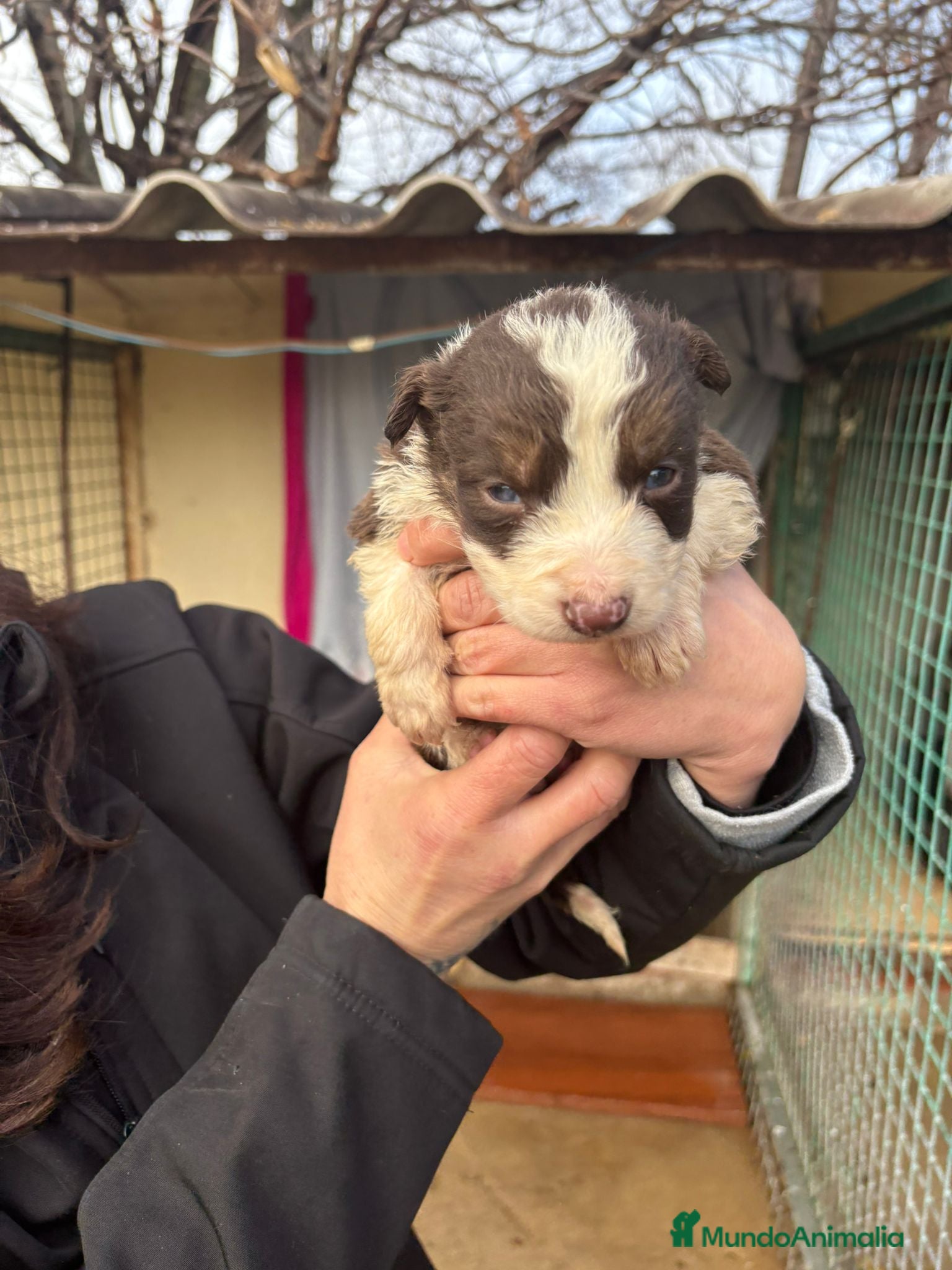 Border Collie perros Cachorro de Border Collie hembra chocolate  - Anuncio 2