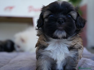 Maltipoo perros - Anuncio 4