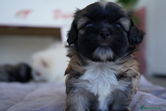 Maltipoo perros - Anuncio 1