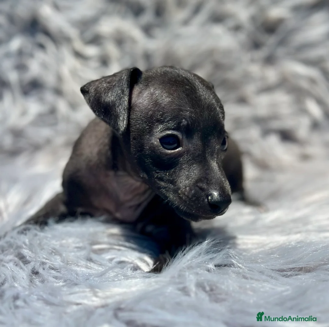 Pequeño Lebrel Italiano perros en venta: PICCOLO ITALIANO NEGROS - Anuncio 6