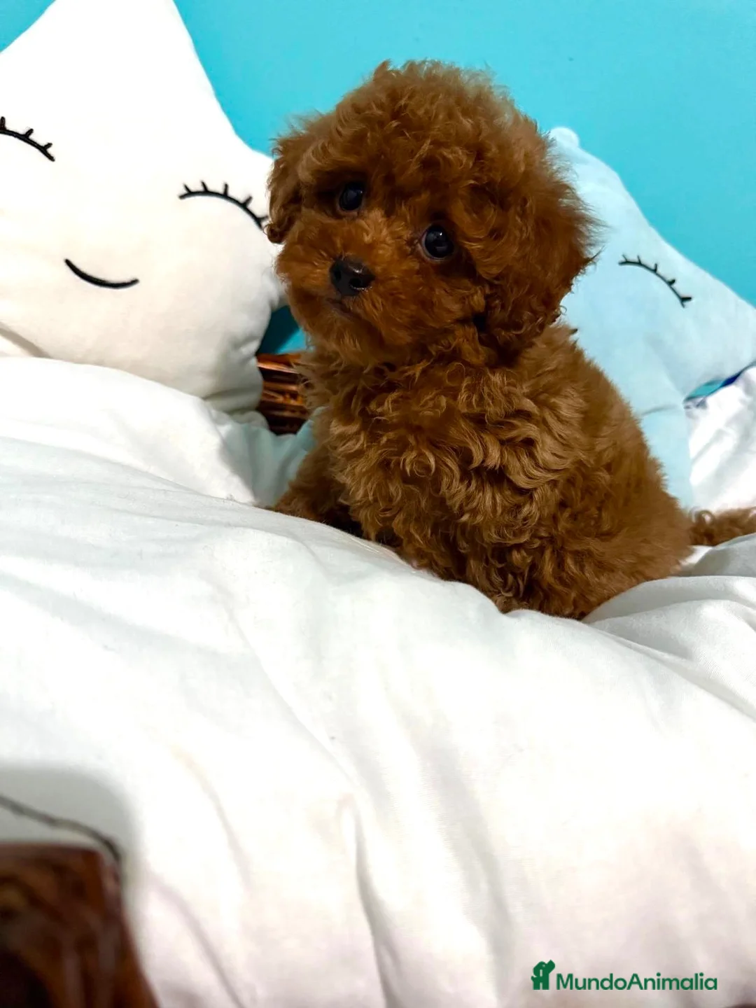 Caniche Toy perros en venta: Caniche  toy hembra y macho !!! - Anuncio 2