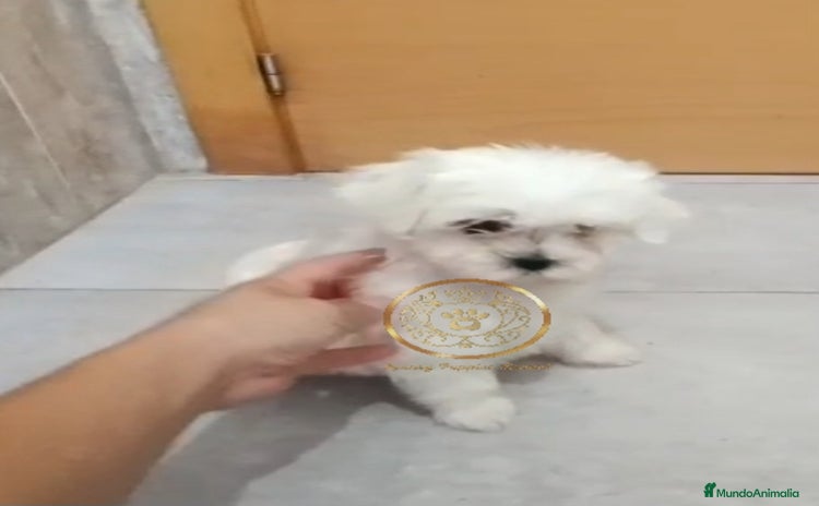 Bichón Maltés perros - Anuncio 3