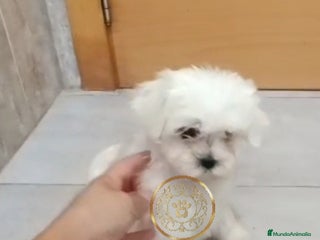 Bichón Maltés perros - Anuncio 17