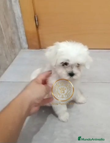 Bichón Maltés perros - Anuncio 3