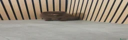 Pomerania perros en venta: Pomerania chocolate hembra  - Anuncio 9