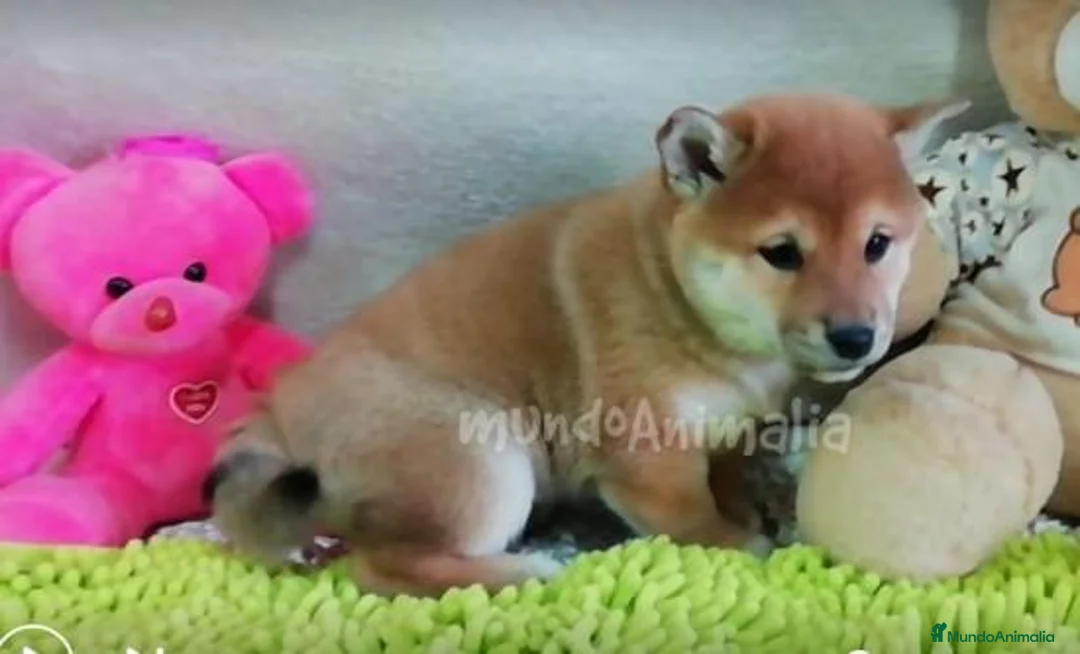 Imagen de galería {{count}}