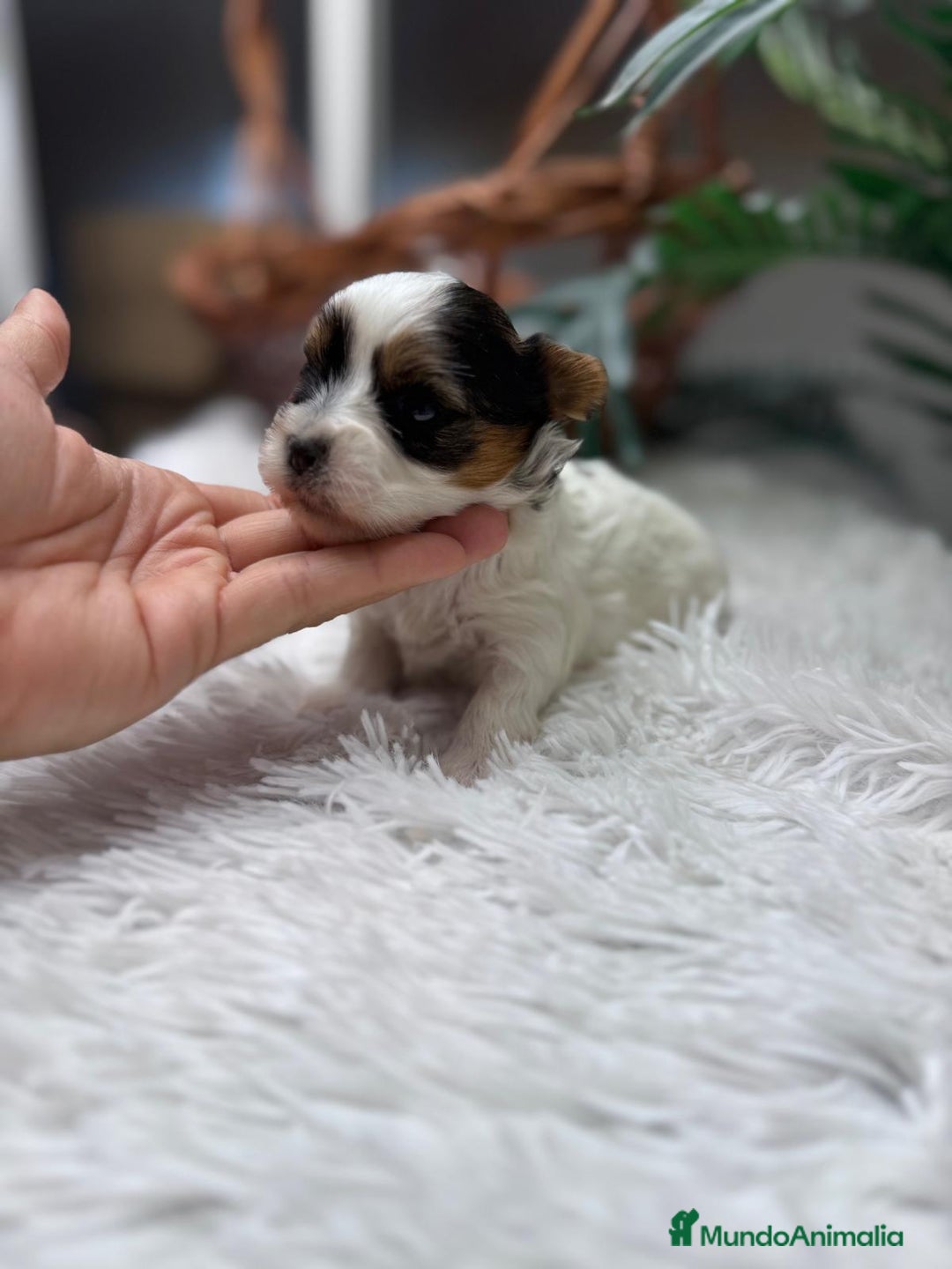 Yorkshire Terrier perros en venta: YORKSHIRE BIEWER - Anuncio 9