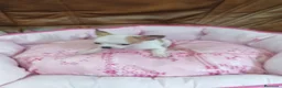 Chihuahua perros en venta: CHIHUAHUA TOY  - Anuncio 3