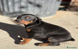 Dobermann perros en venta: Doberman chocolate  - Imagen 4