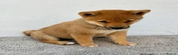 Shiba Inu perros en venta: Shiba Inu - Anuncio 10