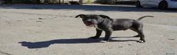 Staffordshire Bull Terrier perros en venta: Staffordshire Bull Terrier Blue - Anuncio 2
