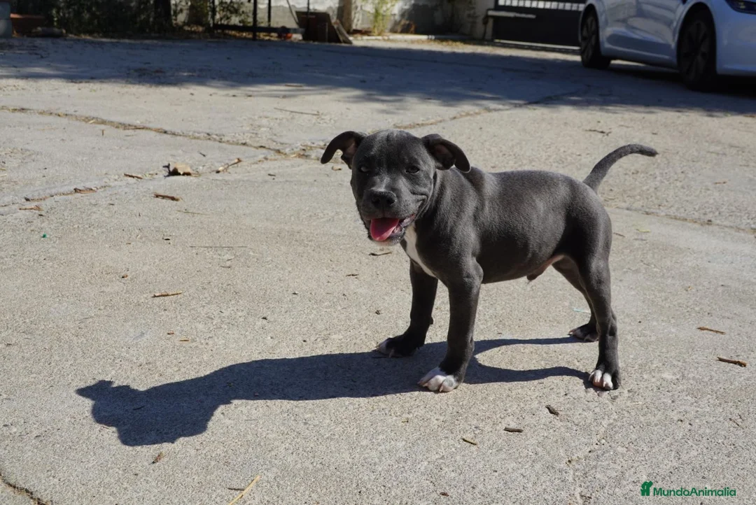 Staffordshire Bull Terrier perros en venta: Staffordshire Bull Terrier Blue - Anuncio 2