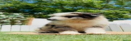 Border Collie perros en venta: BORDER COLLIE  - Anuncio 9