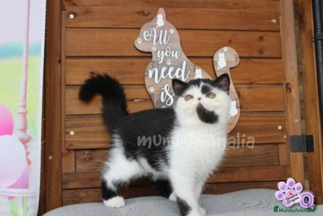 Imagen de galería {{count}}