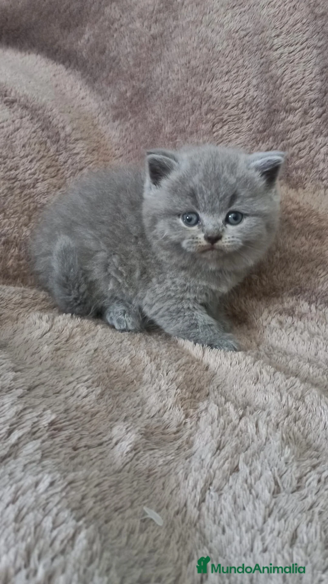 Británico de Pelo Corto gatos en venta: British shorthair  - Anuncio 6