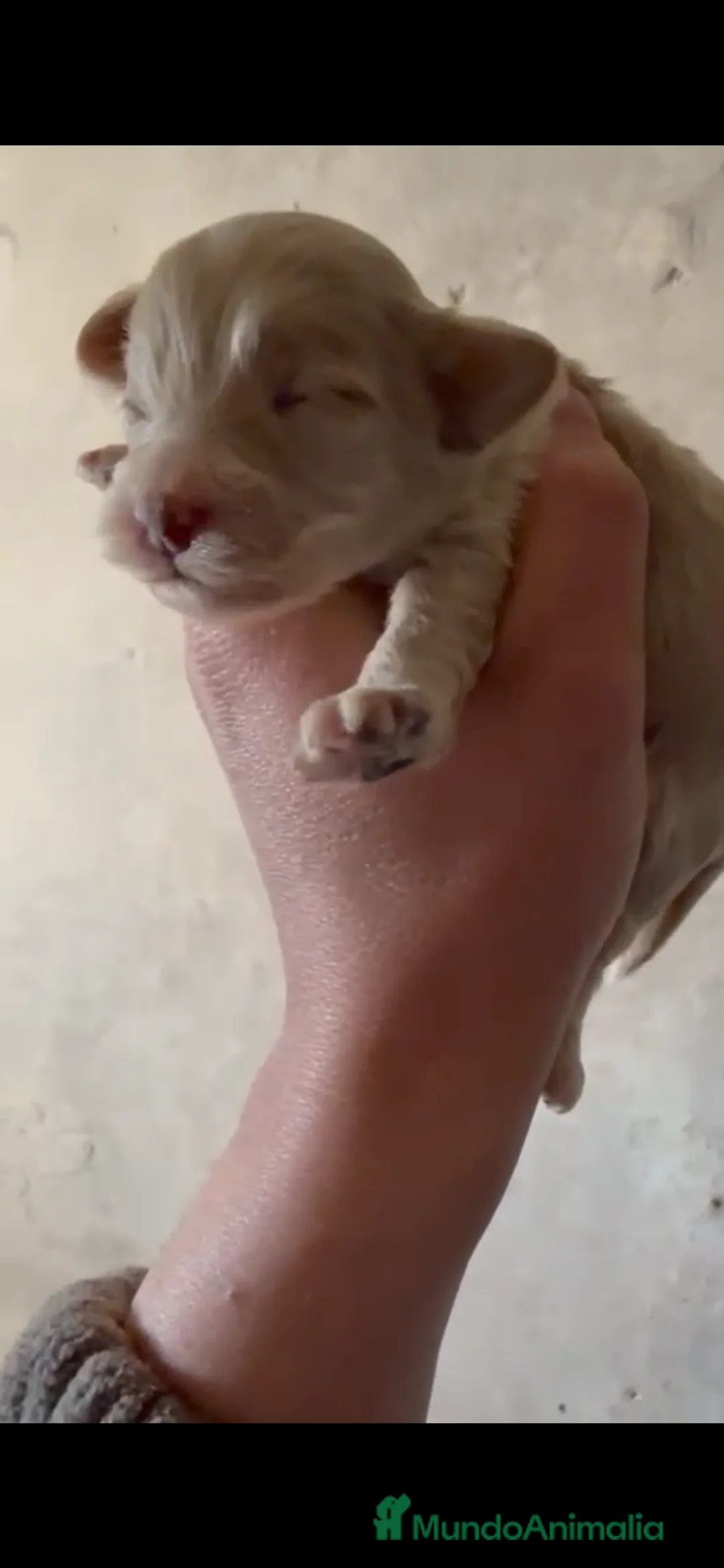 Maltipoo perros en venta: Preciosos Maltipoo para reservar - Anuncio 2