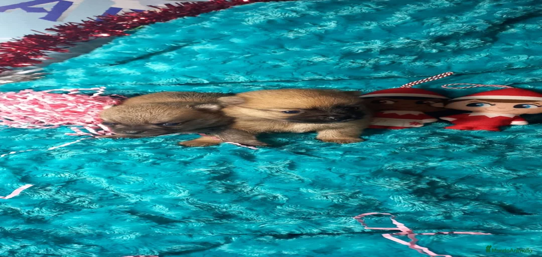 Imagen de galería {{count}}