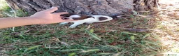 Chihuahua perros en venta: Chihuhua macho bicolor - Anuncio 8