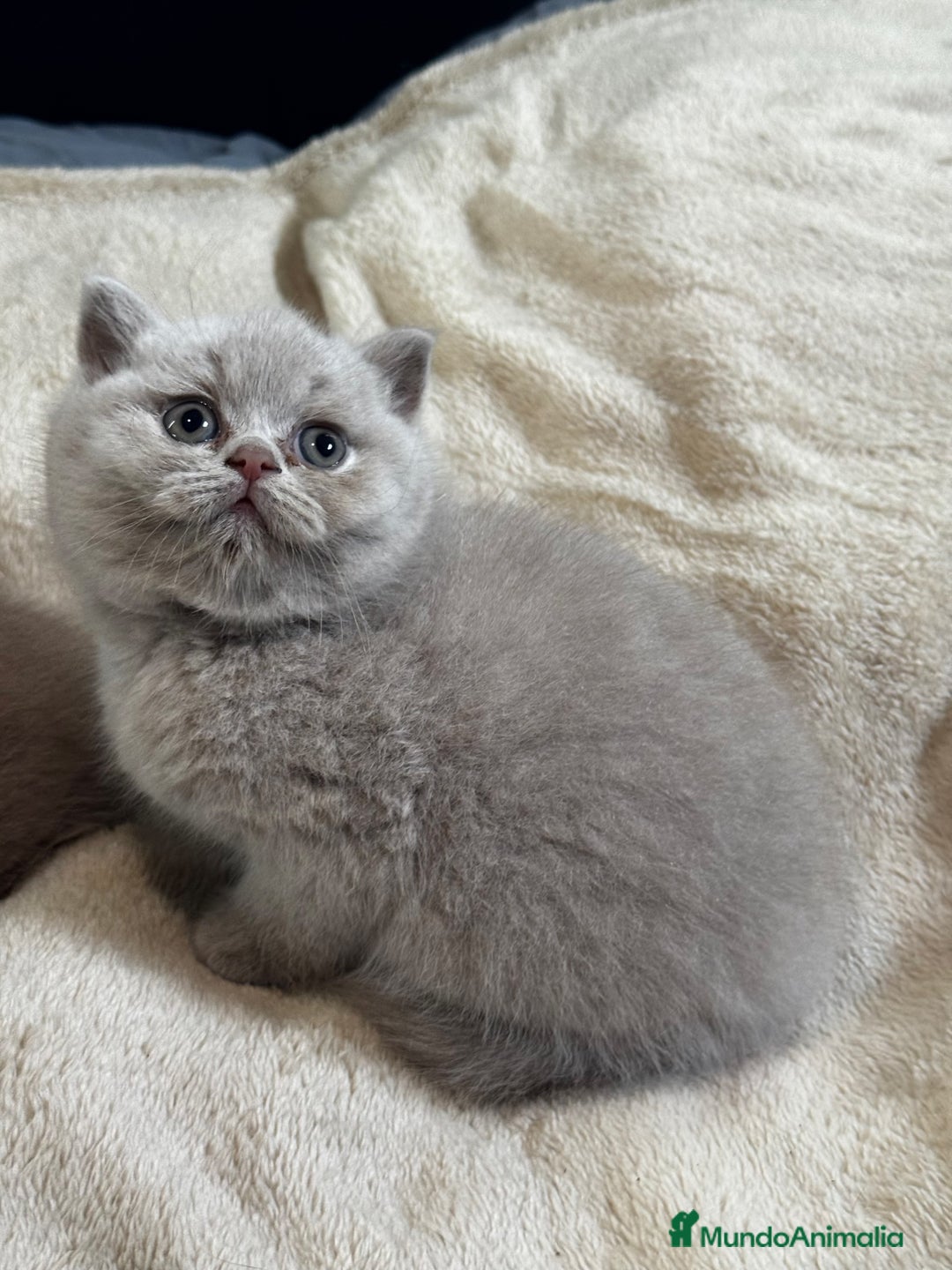 Británico de Pelo Corto gatos en venta: British Shortihair lilac - Imagen 3
