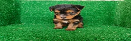 Yorkshire Terrier perros en venta: Yorkshire terrier - Anuncio 7