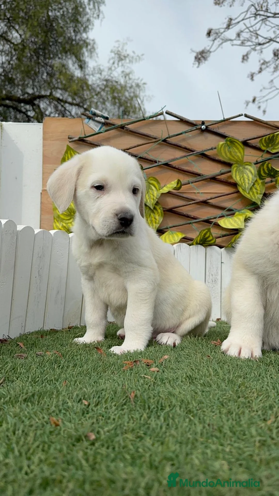 Mastín Español perros en venta: MASTIN MACHO  - Anuncio 2