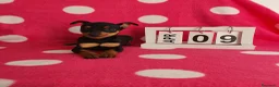 Pinscher Miniatura perros en venta: Pinscher miniatura  - Anuncio 4