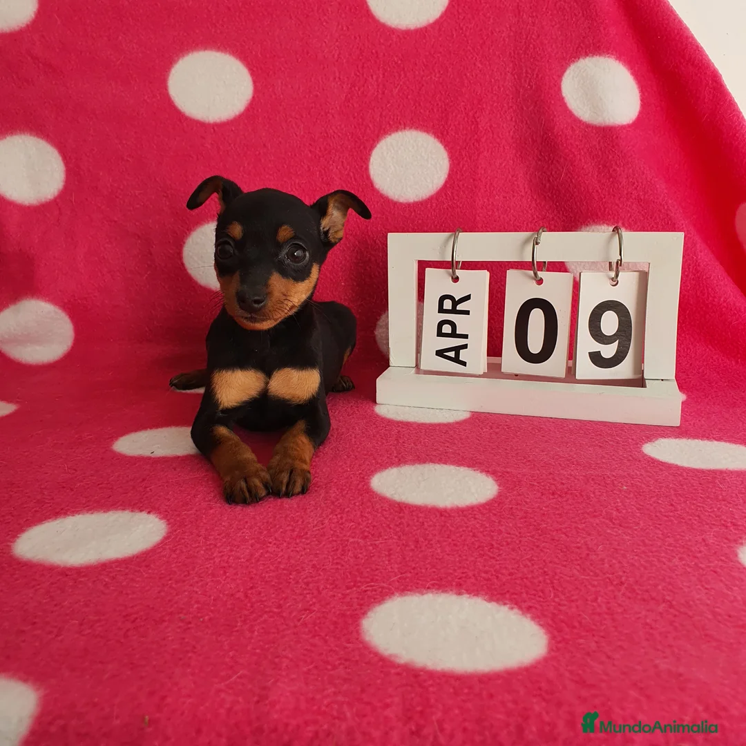 Pinscher Miniatura perros en venta: Pinscher miniatura  - Anuncio 4