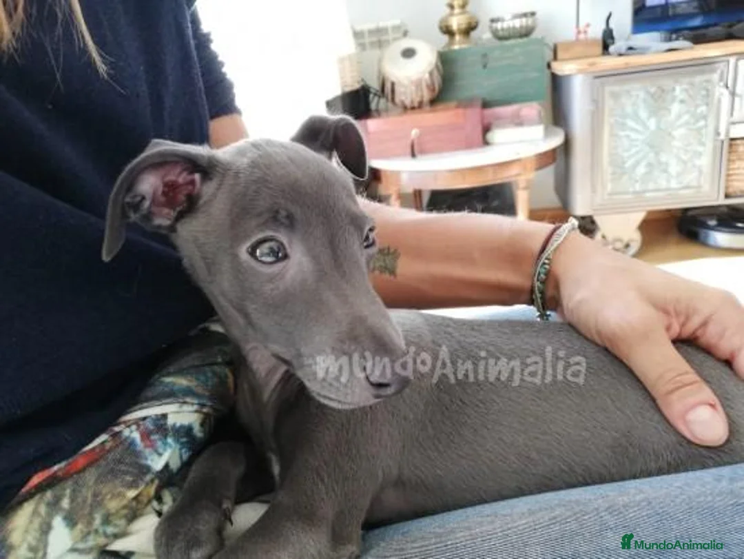 Imagen de galería {{count}}