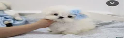 Bichón Maltés perros en venta: ‼️‼️PRECIOSA CAMADA DE BICHÓN MALTES COREANO TOY  - Anuncio 1
