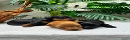 Cocker Spaniel Inglés perros en venta: COCKER SPANIEL INGLES - Anuncio 5