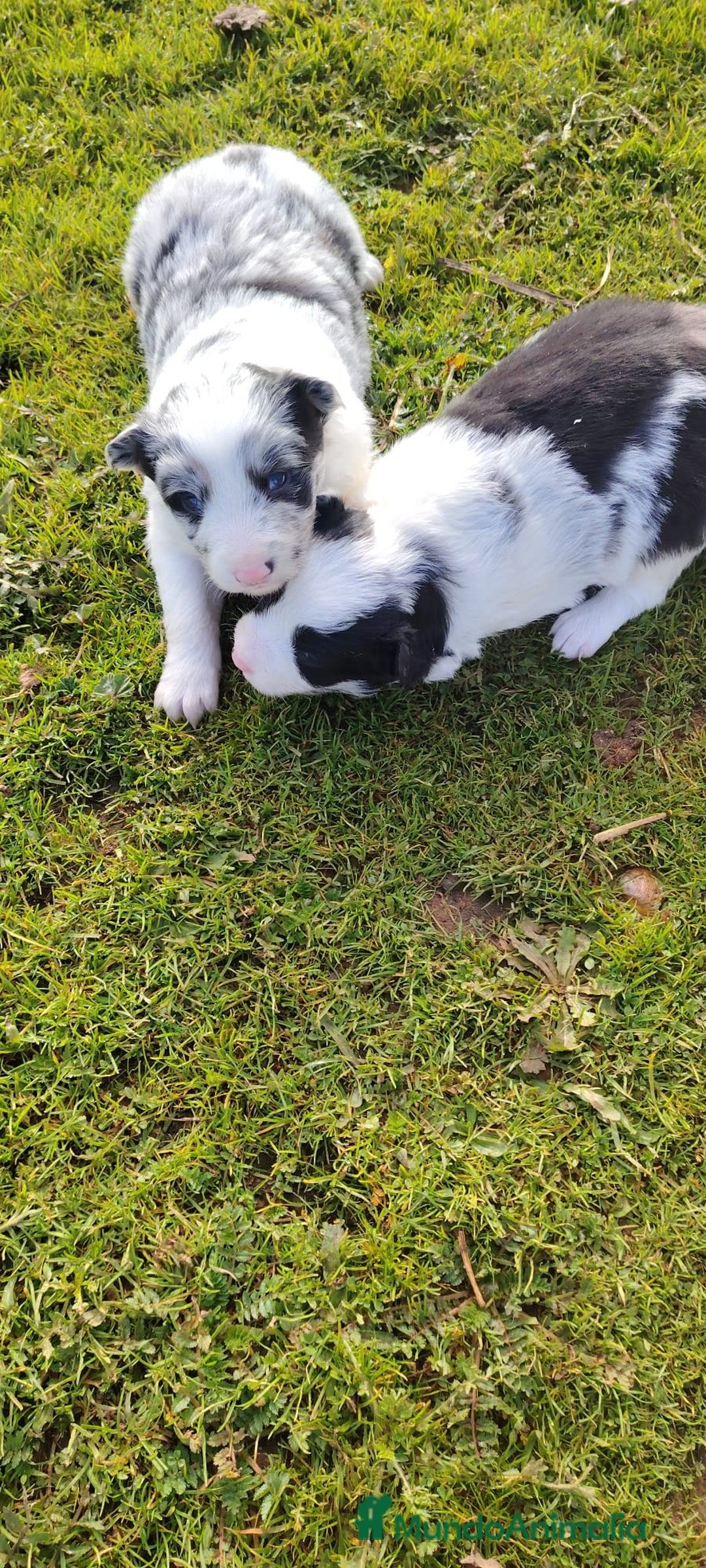 Border Collie perros en venta: Cachorros de Border Collie  - Anuncio 1