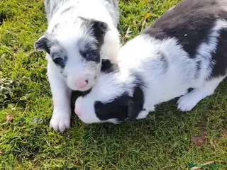 Border Collie perros Cachorros de Border Collie - Anuncio 3