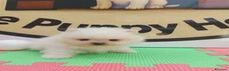 Pomerania perros en venta: Pomeranias - Anuncio 3