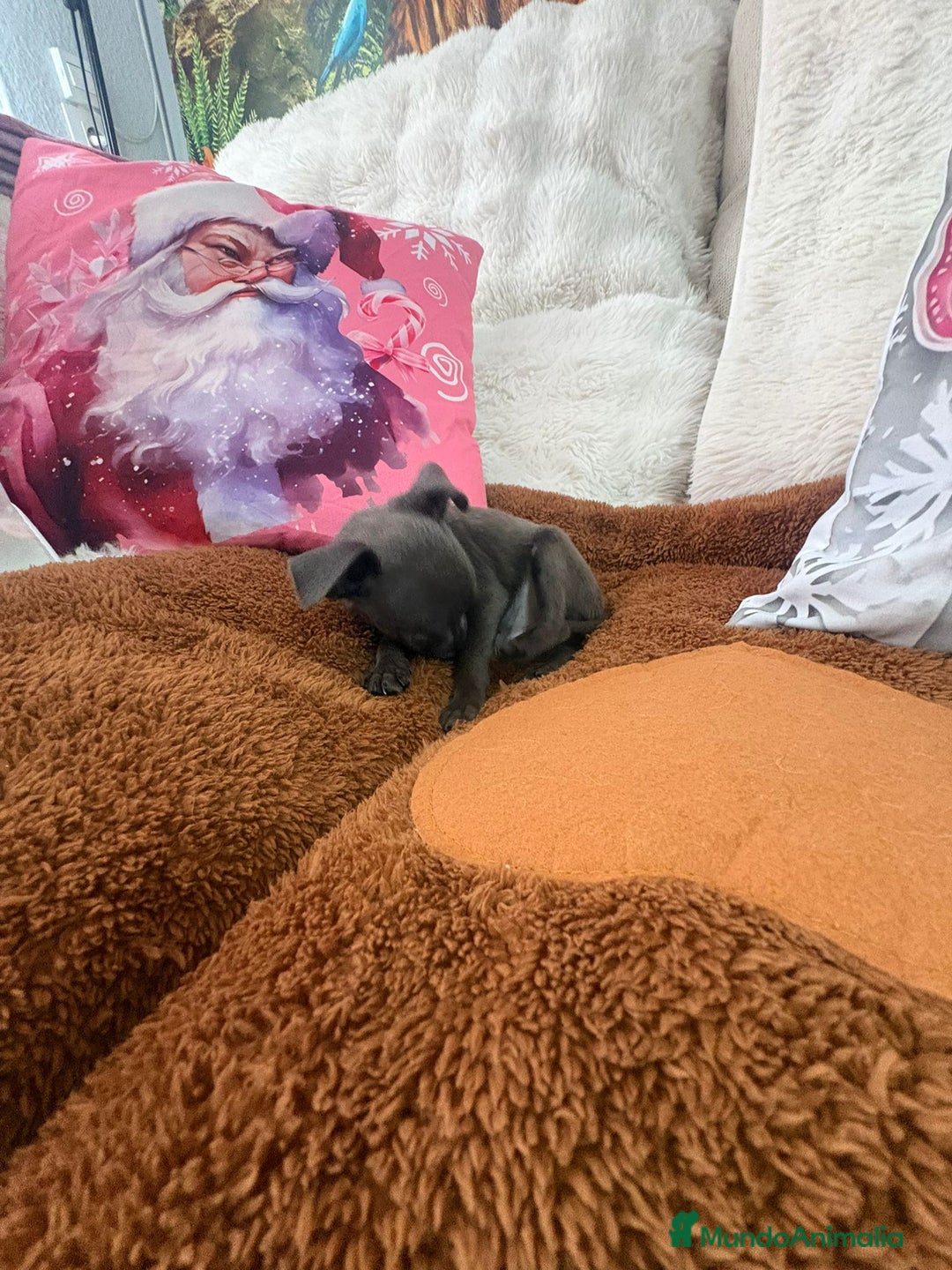 Chihuahua perros en venta: Chihuahua mini toy blue - Anuncio 7