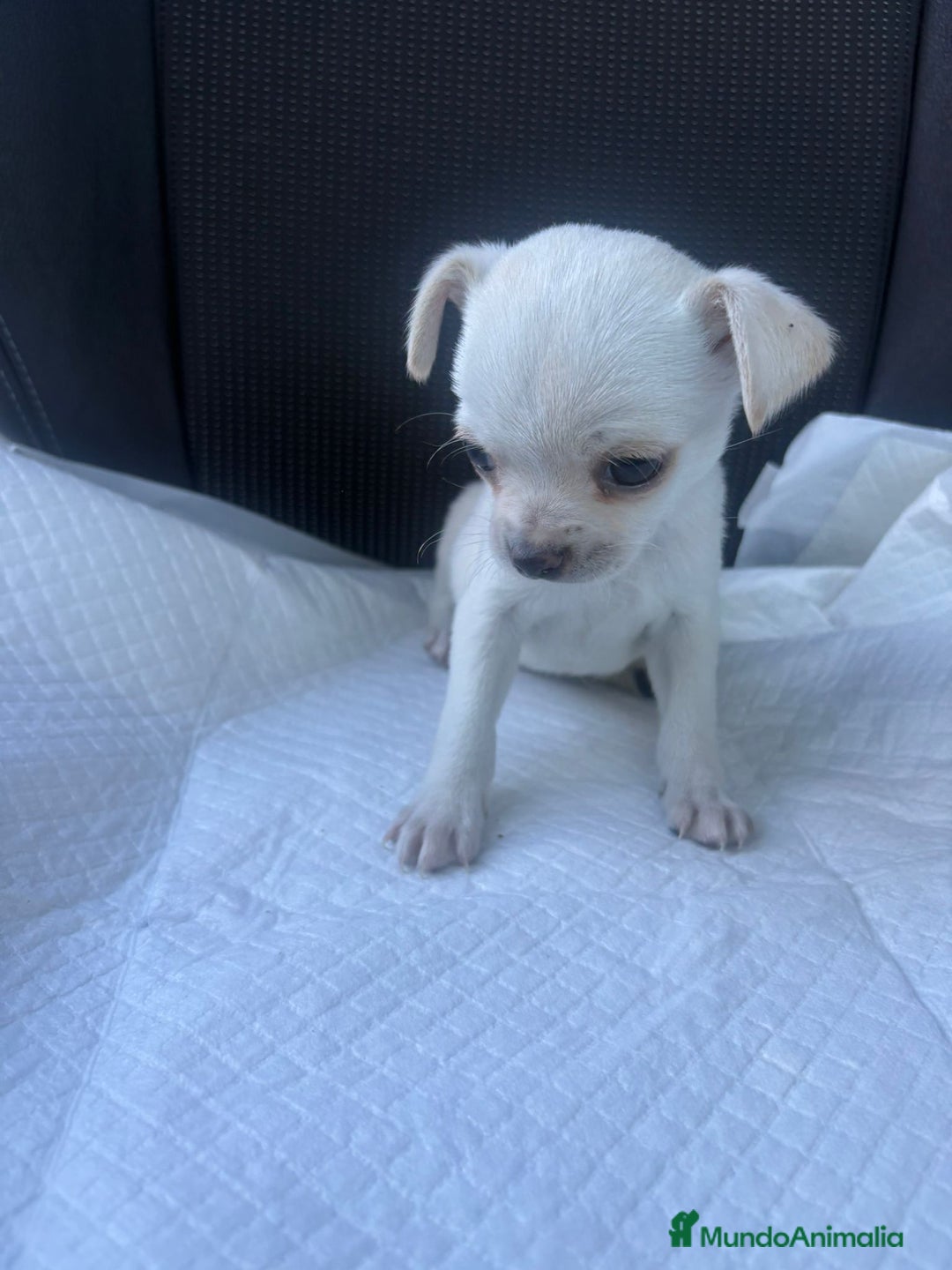 Chihuahua perros en venta: Chihuahua toy blanco nieve  - Anuncio 4