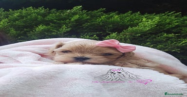 Maltipoo perros - Anuncio 6