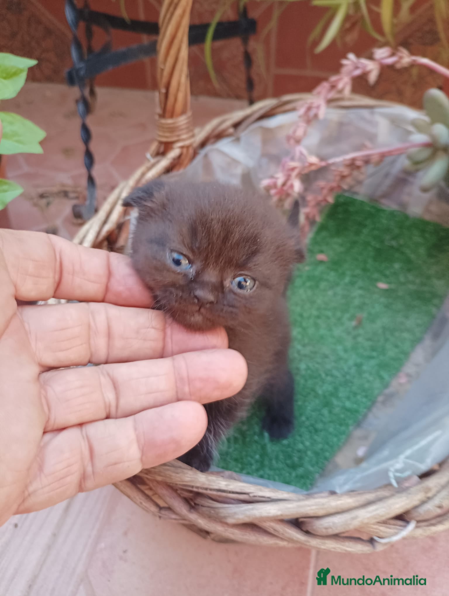 Británico de Pelo Corto gatos en venta: Hembra de Scotish Fold chocolate  - Anuncio 1