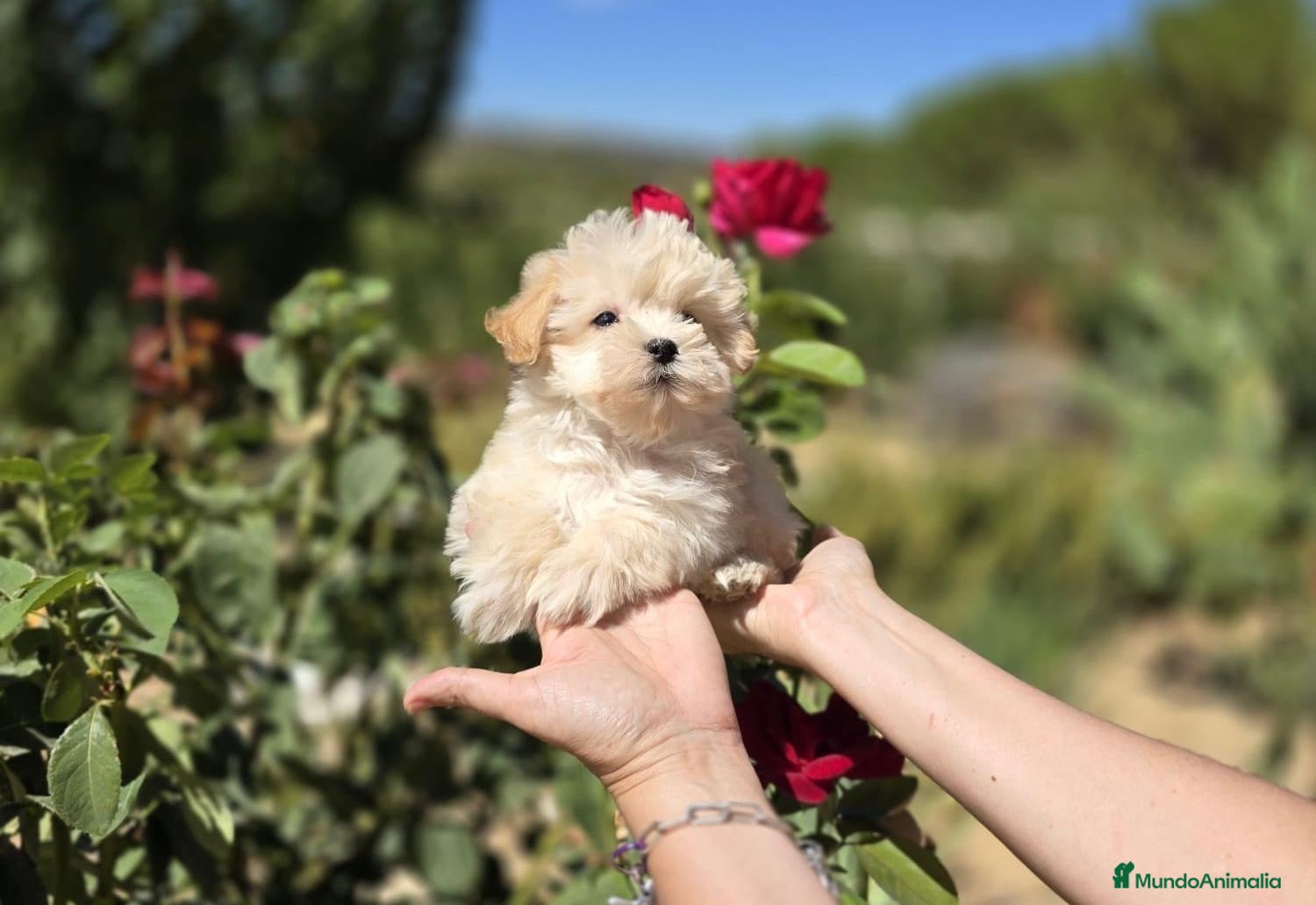 Maltipoo perros Maltipoo Toy disponibles !!! TOY - Anuncio 3