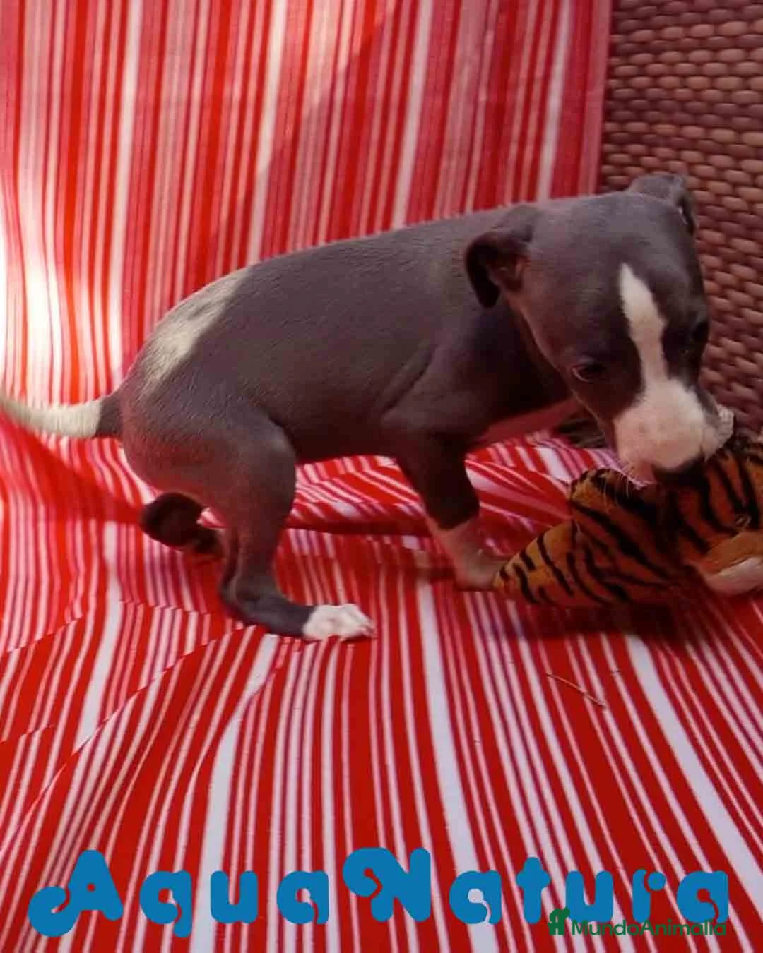 Pequeño Lebrel Italiano perros en venta: Lebrel Italiano Hembra 4 de AB y Omega AQUANATURA - Anuncio 5