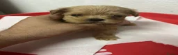 Maltipoo perros en venta: MALTIPOO TEA CUP ASIÁTICA  - Anuncio 5