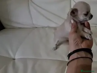 Chihuahua perros Chihuhua - Anuncio 20