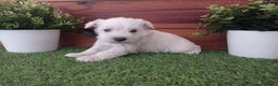 Schnauzer Miniatura perros en venta: Espectaculares schnauzers mini blancos - Anuncio 5