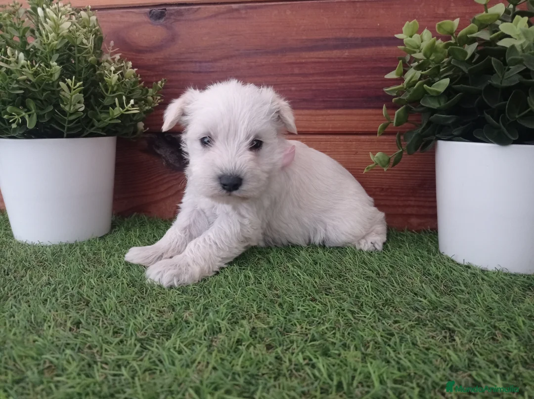 Schnauzer Miniatura perros en venta: Espectaculares schnauzers mini blancos - Anuncio 5