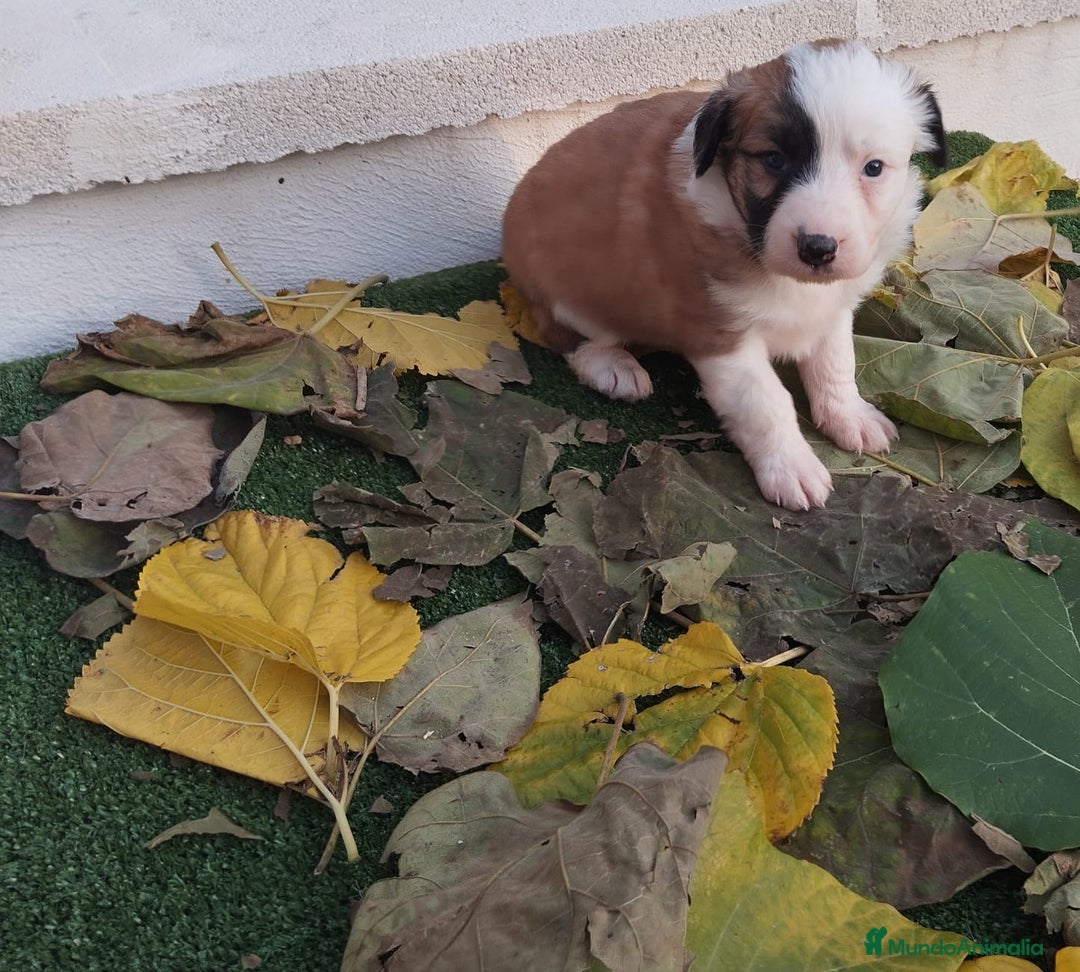 Border Collie perros en venta: GRAN CAMADA DE BORDER COLLIE - Imagen 13