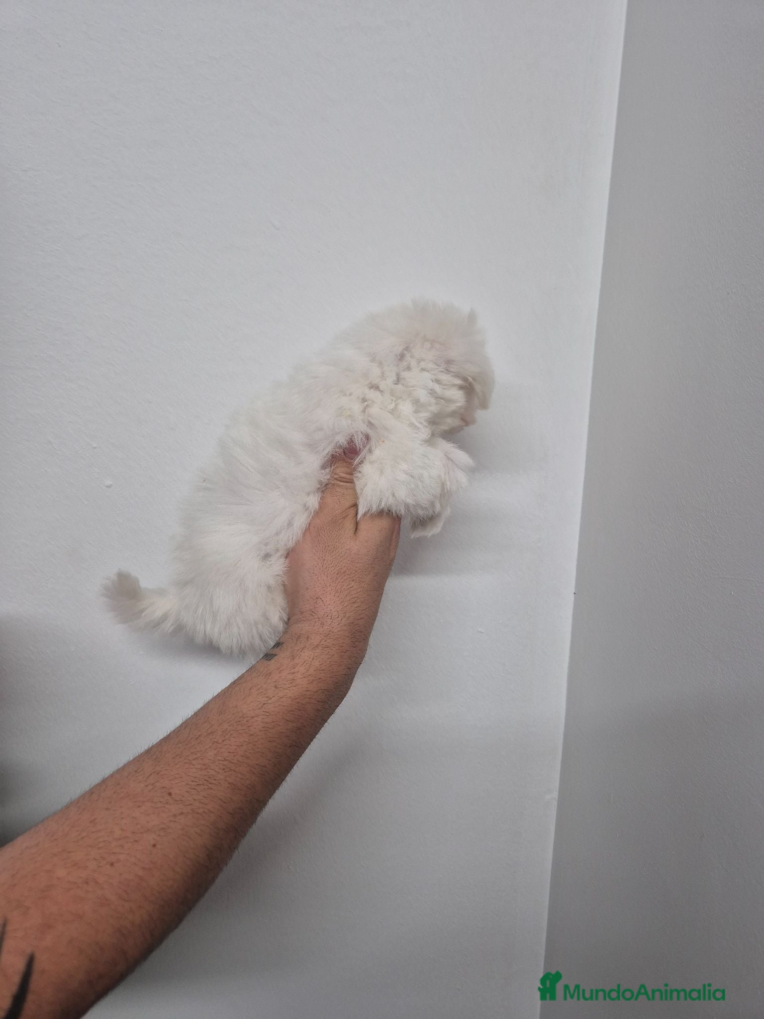 Bichón Maltés perros Bichon Maltes  - Anuncio 2